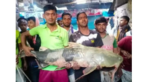 মহানন্দায় ধরা পড়ল ৪০ কেজি ওজনের বাঘাআইড়- বিক্রি হলো ১১০০ টাকা কেজি দরে
