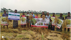 আলোড়ন সৃষ্টি ক‌রেছে লাল তীর সীড লি‌মি‌টে‌ডের, হাই‌ব্রিড গো‌ল্ডেন-১ জাতের ধান