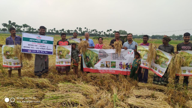 আলোড়ন সৃষ্টি করেছে লাল তীর সীড লিমিটেডের, হাইব্রিড গোল্ডেন-১ জাতের ধান