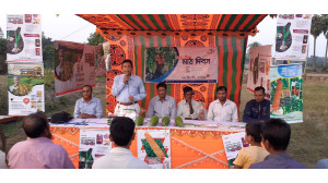 বাজারে আলোড়ন সৃষ্টি করেছে লালতীর সীড লিমিটেডের হাইব্রিড লাউ ডায়না