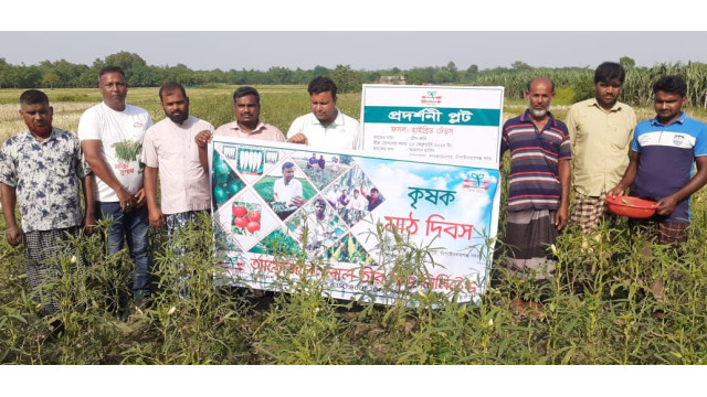 চাঁপাইনবাবগঞ্জের শাহাজাহানপুর ইউনিয়নের চর অঞ্চলে হাইব্রিড ঢেড়স গ্রীন রুবি চাষ করে বাম্পার ফলনে কৃষকের মুখে ব্যাপক হাসি