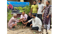 জাতীয়  শোক দিবস উপলক্ষে  চরমোহনপুর সরকারি প্রাথমিক বিদ্যালয়ে বৃক্ষরোপন ও দোয়া মাহফিল  