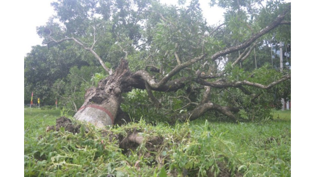 সুপার সাইক্লোন আম্ফানের প্রভাবে ৩৪ বাড়ি ক্ষতিগ্রস্ত, ঝরে পড়েছে প্রচুর আম