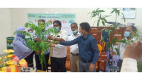 ইসলামী ব্যাংক রহনপুর শাখা পল্লী উন্নয়ন প্রকল্পের বৃক্ষরোপন
