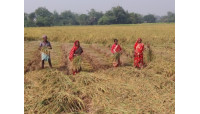 চাঁপাইনবাবগঞ্জে ধানের বাজার মূল্য বেশি থাকায় কৃষকের মুখে হাসি
