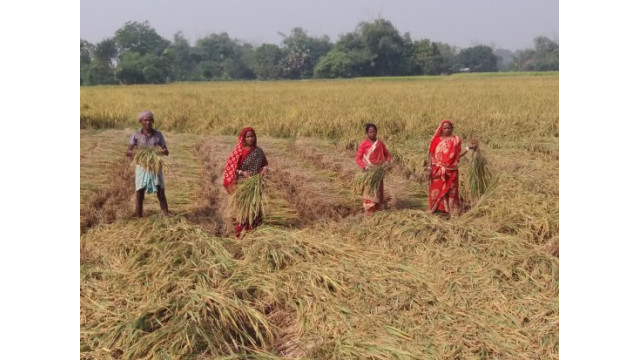 চাঁপাইনবাবগঞ্জে ধানের বাজার মূল্য বেশি থাকায় কৃষকের মুখে হাসি