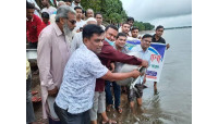 মহানন্দা নদীতে মাছের পোনা অবমুক্ত করল ফ্রেন্ডসগ্রুপ ০৭/০৯  