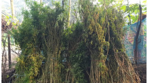  শিবগঞ্জে ২০টি গাঁজা গাছসহ মাদক ব্যবসায়ীকে আটক 