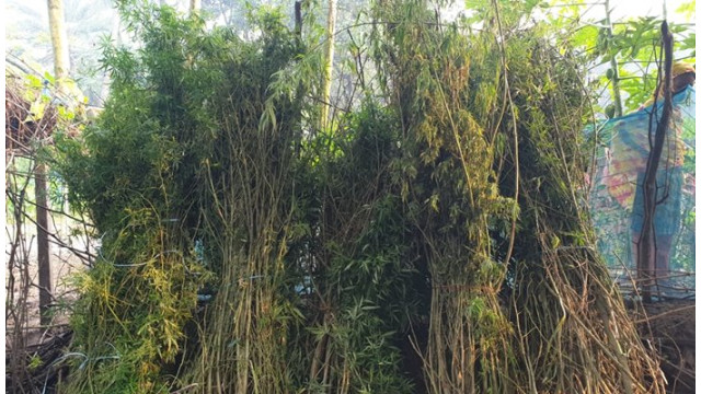 শিবগঞ্জে ২০টি গাঁজা গাছসহ মাদক ব্যবসায়ীকে আটক