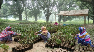 ঢেলে সাজানো হচ্ছে  চাঁপাইনবাবগঞ্জ  হর্টিকালচার সেন্টার- বেড়েছে রাজস্ব আয়