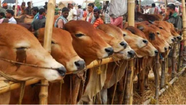 এবার ট্রেনে করে ঢাকা যাবে চাঁপাইনবাবগঞ্জের কোরবানির পশু