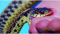 নাচোলে সাপের কামড়ে এক শিশুর মৃত্যু
