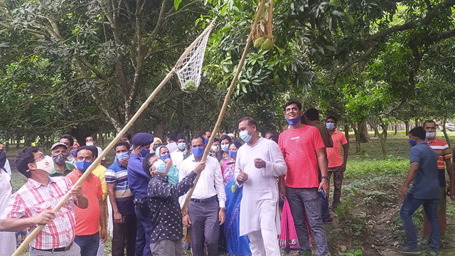 চাঁপাইনবাবগঞ্জে আনুষ্ঠানিকভাবে আম পাড়া শুরু