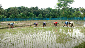 নাচোলে বৃষ্টির পানিতে আমনের আগাম আবাদ শুরু