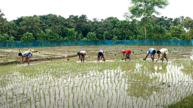 নাচোলে বৃষ্টির পানিতে আমনের আগাম আবাদ শুরু