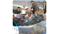 নবাব আইপিআরএস প্রকল্পে মাছ উত্তোলন শুরু
