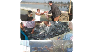 নবাব আইপিআরএস প্রকল্পে মাছ উত্তোলন শুরু