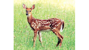 উন্নত দেশ গঠনে প্রাণিসম্পদের গুরুত্ব নিয়ে প্রামাণ্য চলচ্চিত্র নির্মাণ করছেন প্রাচ্য পলাশ 