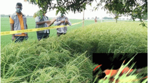 ভোলাহাটে  এক নারীর  মাথা বিচ্ছিন্ন লাশ উদ্ধার করেছে পুলিশ 