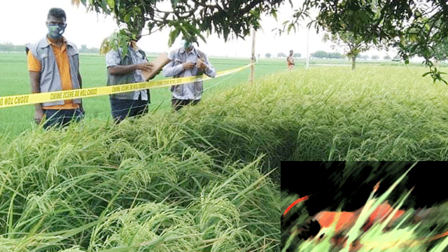 ভোলাহাটে এক নারীর মাথা বিচ্ছিন্ন লাশ উদ্ধার করেছে পুলিশ